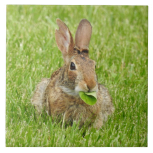 Wild Bunny Rabbit Eating Ceramic Tile