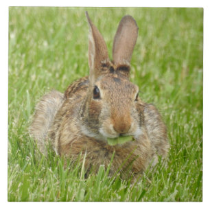 Wild Bunny Rabbit Eating The Grass Ceramic Tile