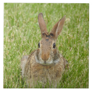 Wild Bunny Rabbit in The Grass Ceramic Tile