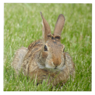 Wild Bunny Rabbit in The Grass Ceramic Tile