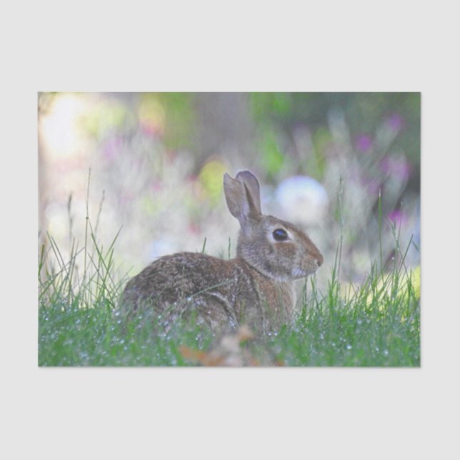 Wild Bunny Rabbit in The Grass Tissue Paper (Front)