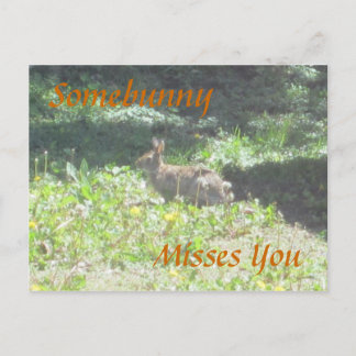 Wild Bunny "Somebunny Misses You" Postcard