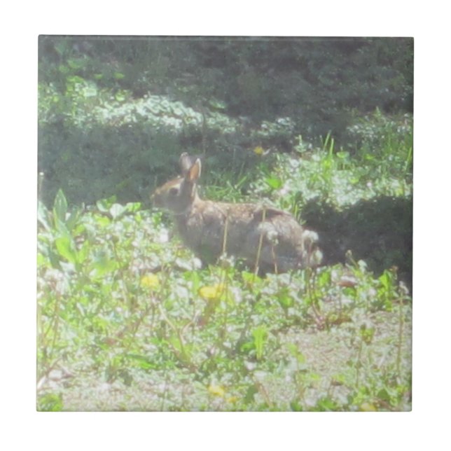 Wild Bunny Tile (Front)
