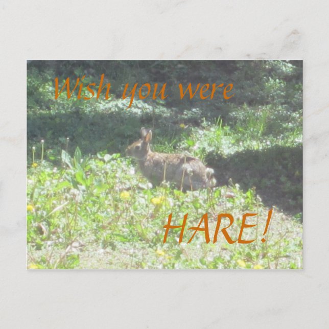 Wild Bunny "Wish you were HARE!" Postcard (Front)