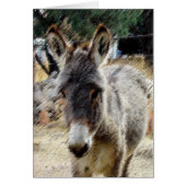 Wild Burro (Front)