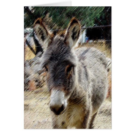 Wild Burro (Front)