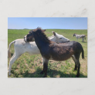 Wild Burros, Custer State Park, South Dakota Postcard