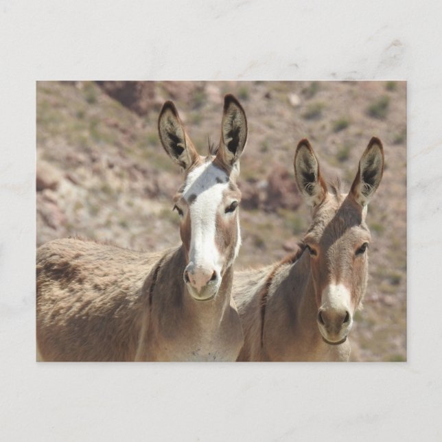 Wild burros, donkeys, wildlife, postcard (Front)