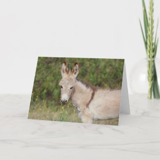 Wild Burros Greeting Card