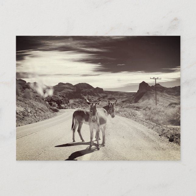 Wild Burros in California Postcard (Front)