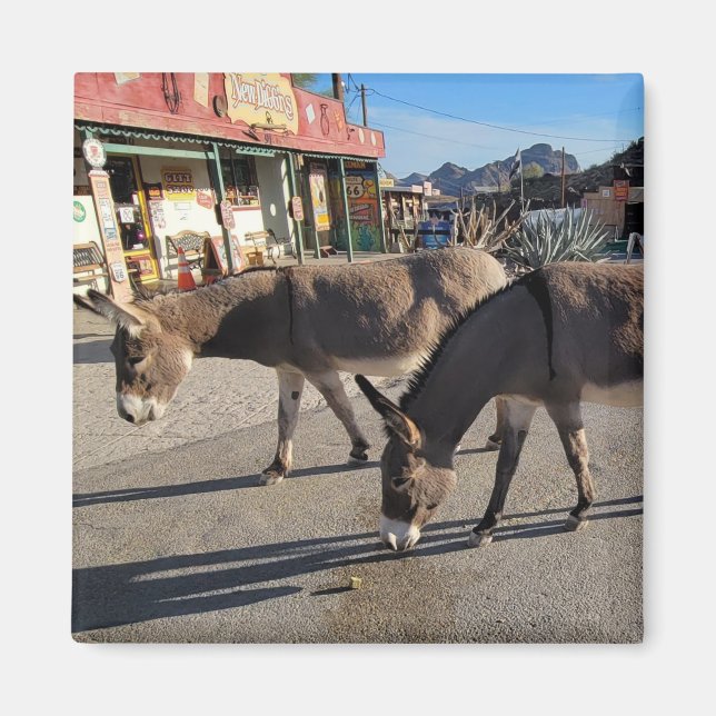 Wild Burros in Oatman, Arizona Magnet (Front)