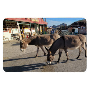 Wild Burros in Oatman, Arizona Magnet