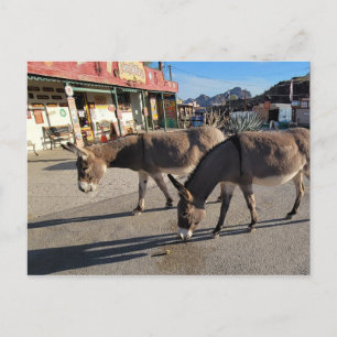 Wild Burros in Oatman, Arizona Postcard