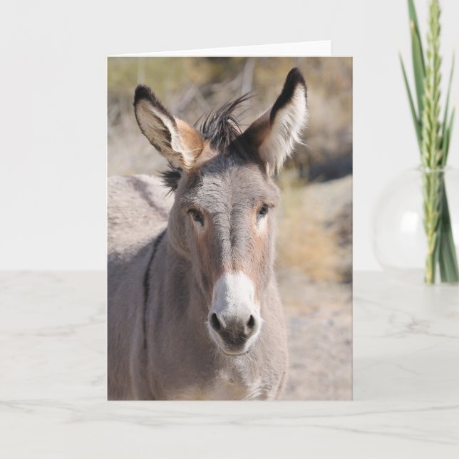 Wild Burros of California Card (Front)