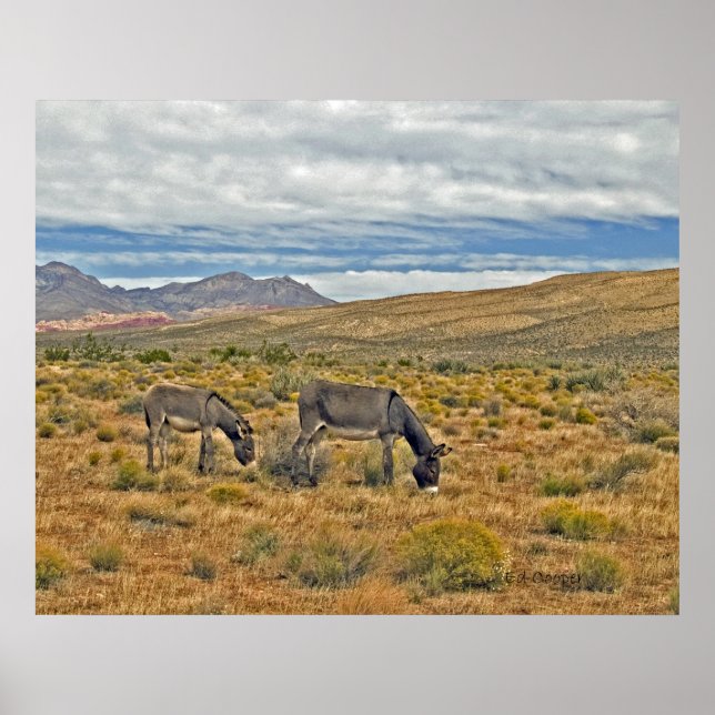 Wild Burros of Red Rock Canyon Poster (Front)