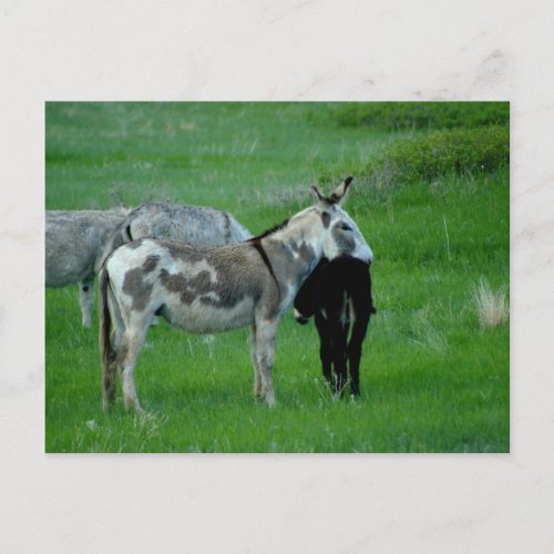 Wild Burros South Dakota Postcard