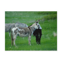 Wild Burros South Dakota Postcard
