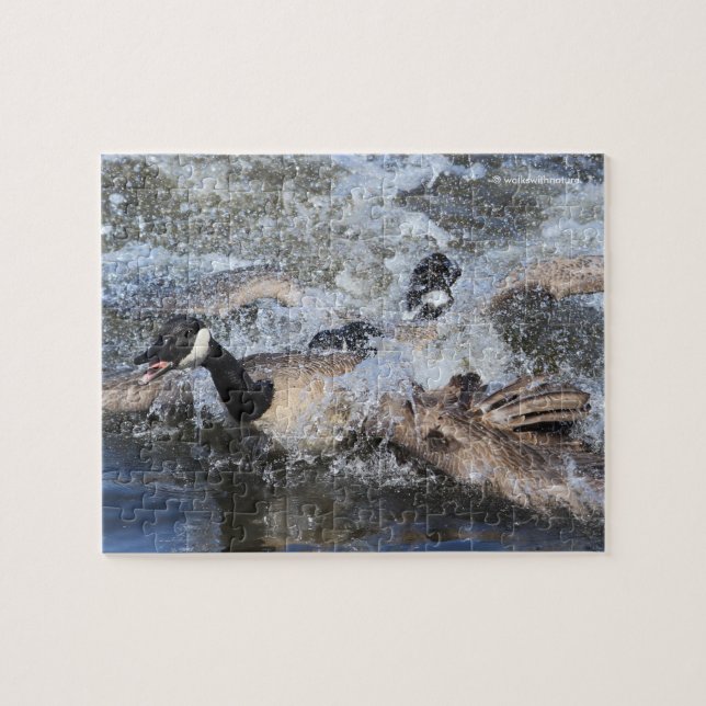 Wild (Canada) Goose Chase: The Spat at Piper Spit Jigsaw Puzzle (Horizontal)