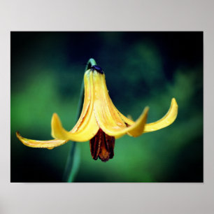 Wild Canada Lily With Firefly Insect Poster