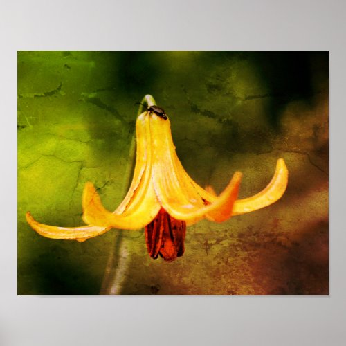 Wild Canada Lily With Insect Abstract Poster