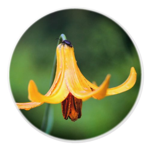 Wild Canada Lily With Insect  Ceramic Knob