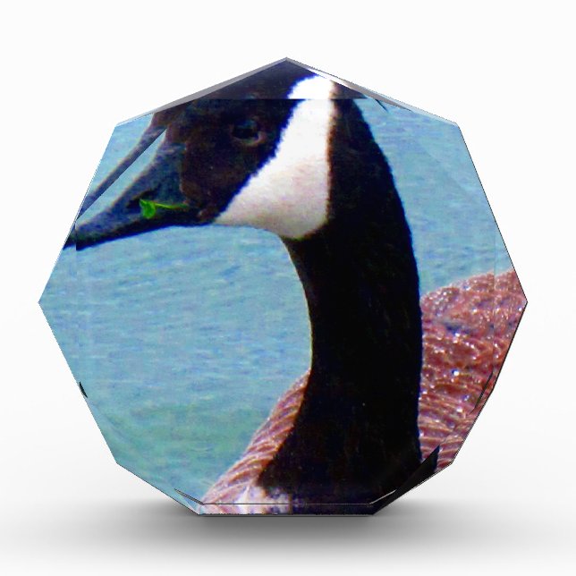 Wild Canadian Goose Award (Front)