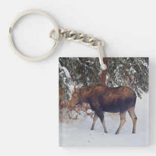 Wild Canadian Moose Cow in Winter Snow V Keychain