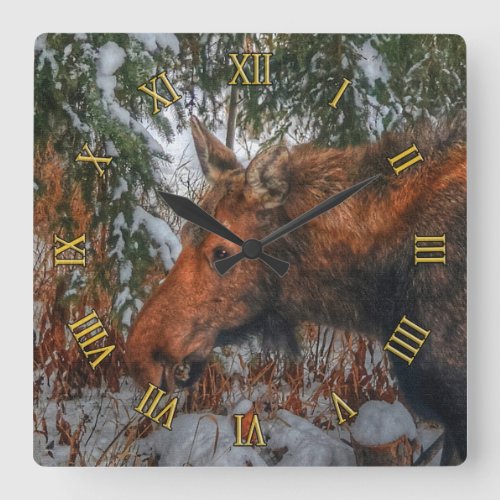 Wild Canadian Moose Grazing in Winter Forest Square Wall Clock