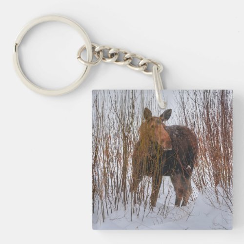 Wild Canadian Moose Grazing in Winter Marsh Keychain