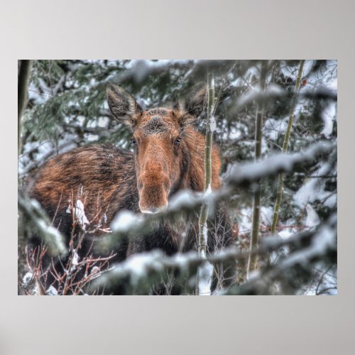 Wild Canadian Moose in Winter Forest Poster
