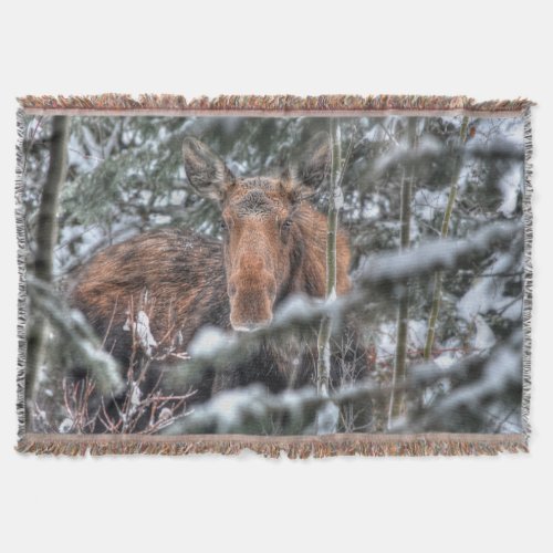 Wild Canadian Moose in Winter Forest Throw Blanket