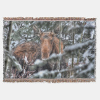 Wild Canadian Moose in Winter Forest Throw Blanket