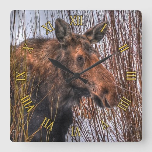 Wild Canadian Moose in Winter Snow I Square Wall Clock