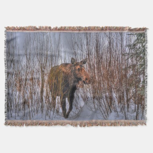 Wild Canadian Moose in Winter Snow I Throw Blanket