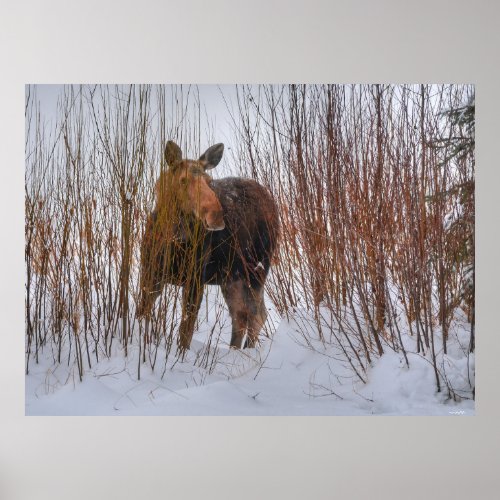 Wild Canadian Moose in Winter Snow III Poster
