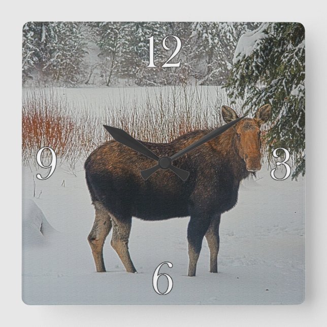 Wild Canadian Moose in Winter Snow IV Square Wall Clock (Front)