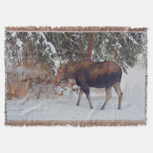 Wild Canadian Moose in Winter Snow IV Throw Blanket