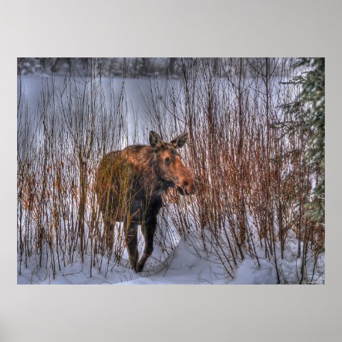 Wild Canadian Moose in Winter Snow Poster