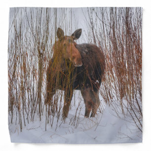 Wild Canadian Moose in Winter Snow VI Bandana