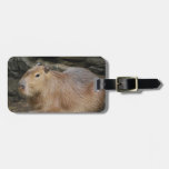 Wild Capybara Luggage Tag at Zazzle