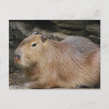 Wild Capybara Postcard by WildlifeAnimals at Zazzle
