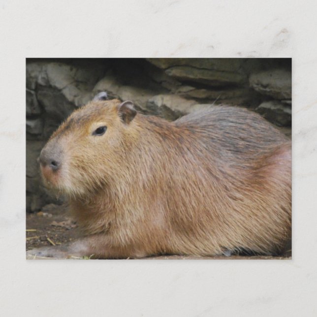 Wild Capybara Postcard (Front)