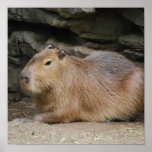 Wild Capybara Poster