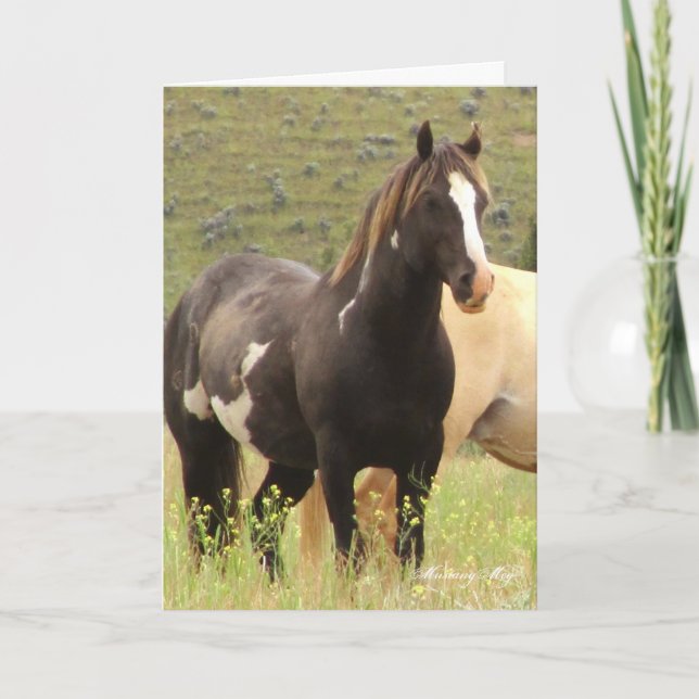 Wild Card~ Majesty, Band Stallion on Steens Card (Front)