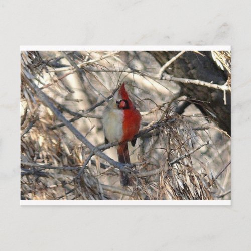 Wild Cardinal Bird Half Male Half Female Postcard