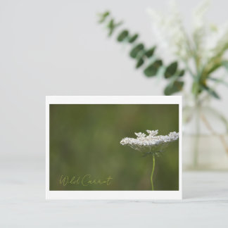 Wild Carrot Photo Postcard