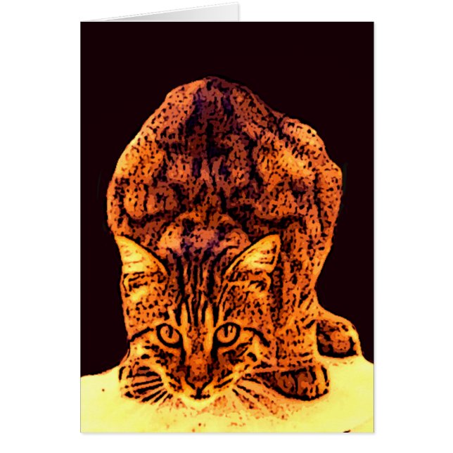 WILD CAT KITTEN CARDS (Front)