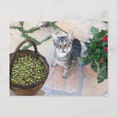Wild Cat Kitten Giannino With Olive Chest Postcard