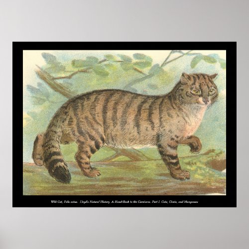Wild Cat Poster