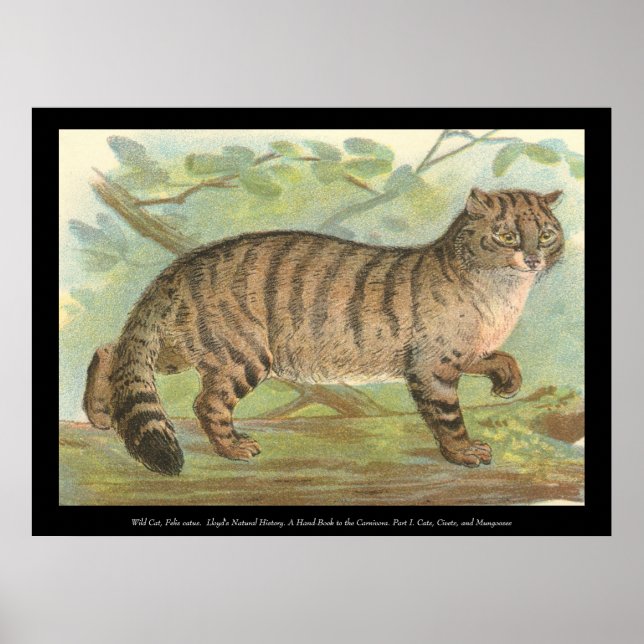 Wild Cat Poster (Front)